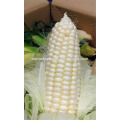 Suntoday sementes de hortaliças da tailândia / eua F1 comer fresco híbrido doce sementes de milho branco plantador reprodutor para venda (61002)